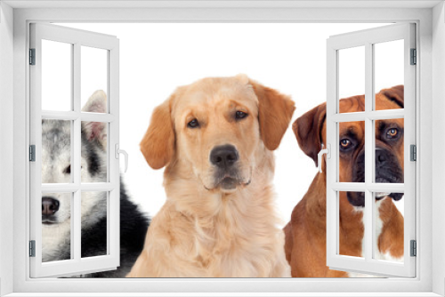 Fototapeta Naklejka Na Ścianę Okno 3D - Differents dogs looking at camera