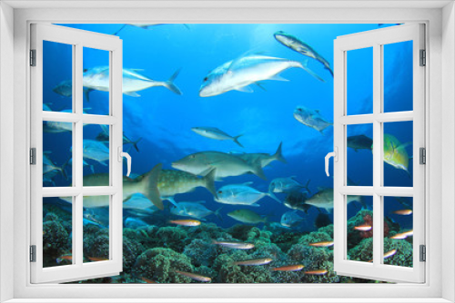 Fototapeta Naklejka Na Ścianę Okno 3D - Tuna and sardines fish in ocean