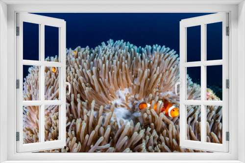 Fototapeta Naklejka Na Ścianę Okno 3D - A beautiful family of False Clownfish (Amphiprion ocellaris) in their home anemone on a tropical coral reef