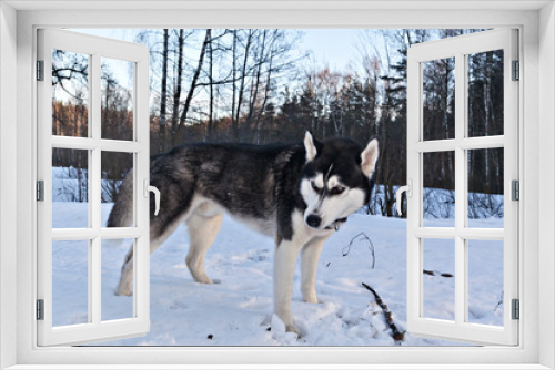 Fototapeta Naklejka Na Ścianę Okno 3D - Dog breed Siberian Husky with a stick in a sunny winter forest