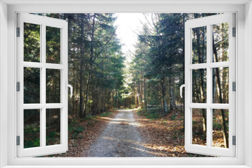 Fototapeta Naklejka Na Ścianę Okno 3D - Moody view of autumn's fir forest road