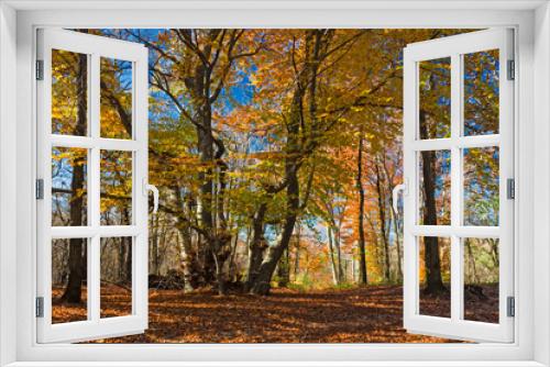 Fototapeta Naklejka Na Ścianę Okno 3D - Panoramic view of the forest, with its bright colors, in an autumn afternoon.