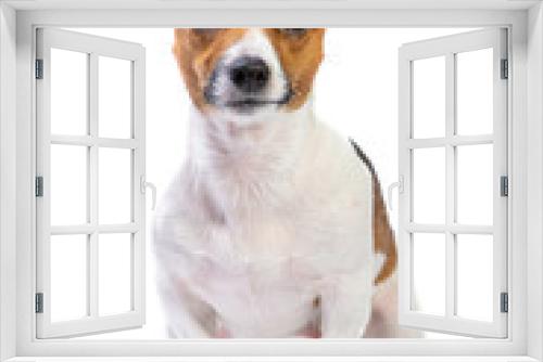 Fototapeta Naklejka Na Ścianę Okno 3D - Portrait Jack Russell Terrier, sitting in front, isolated white background