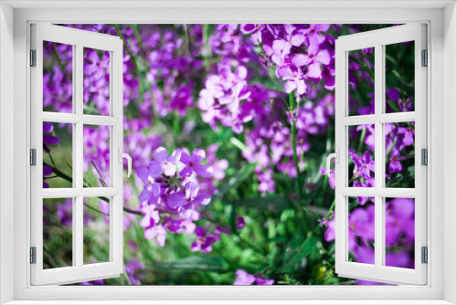 Fototapeta Naklejka Na Ścianę Okno 3D - Colorful image wild flowers of clover in a meadow