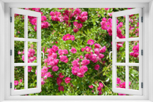 Fototapeta Naklejka Na Ścianę Okno 3D - Pink roses. Summer landscape with blooming roses.