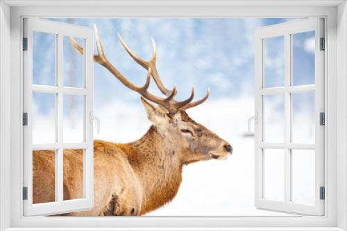 Fototapeta Naklejka Na Ścianę Okno 3D - noble deer male in winter snow