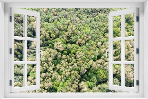 Fototapeta Naklejka Na Ścianę Okno 3D - green trees in summer forest. natural landscape aerial top view