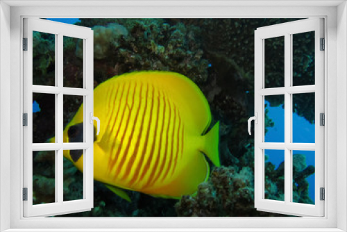 Fototapeta Naklejka Na Ścianę Okno 3D - Underwater world in deep water in coral reef and plants flowers flora in blue world marine wildlife, travel nature beauty exploration in diving trip,adventures recreation dive. Fish, corals, creatures