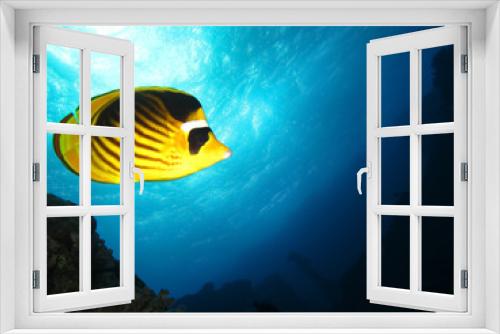 Fototapeta Naklejka Na Ścianę Okno 3D - Underwater world in deep water in coral reef and plants flowers flora in blue world marine wildlife, travel nature beauty exploration in diving trip,adventures recreation dive. Fish, corals, creatures