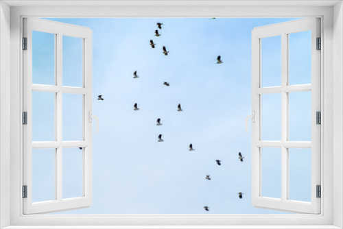 Fototapeta Naklejka Na Ścianę Okno 3D - A flock of northern lapwing (Vanellus vanellus) flying in the cloudy sky