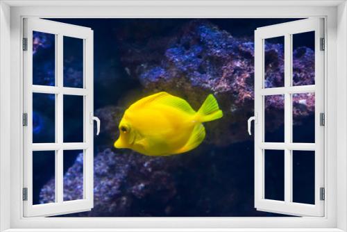 Fototapeta Naklejka Na Ścianę Okno 3D - Yellow surgeon fish. Wonderful and beautiful underwater world with corals and tropical fish.