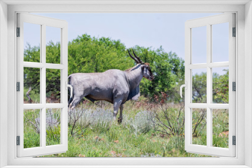 Fototapeta Naklejka Na Ścianę Okno 3D - Eland Antelope