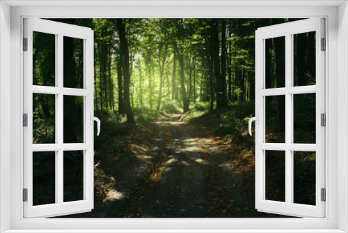 Fototapeta Naklejka Na Ścianę Okno 3D - summer forest road, sunshining in green woods