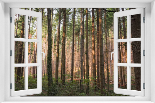 Fototapeta Naklejka Na Ścianę Okno 3D - A fir forest in the sunset light