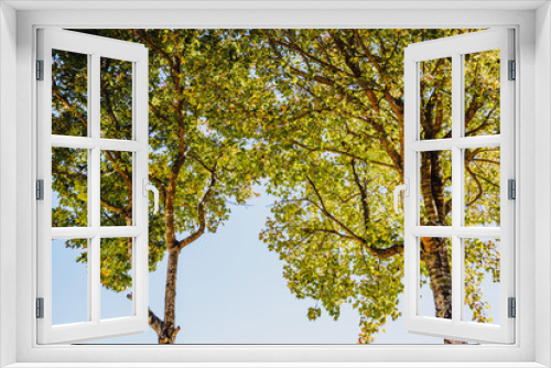 Fototapeta Naklejka Na Ścianę Okno 3D - Maple tree in autumn with yellow leaves. Golden maple tree branches on blue sky. Maple tree  background. .