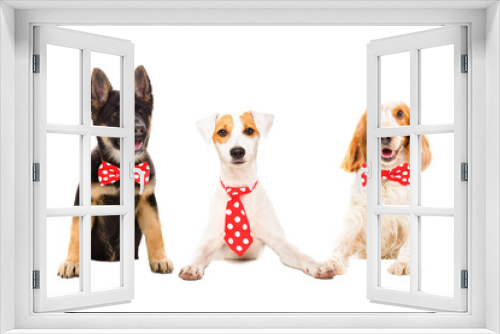 Fototapeta Naklejka Na Ścianę Okno 3D - Three funny dogs in red ties isolated on white background