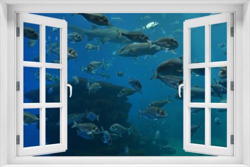 Fototapeta Naklejka Na Ścianę Okno 3D - underwater world