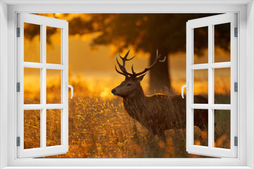 Fototapeta Naklejka Na Ścianę Okno 3D - Red deer standing in grass at sunrise