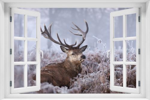 Fototapeta Naklejka Na Ścianę Okno 3D - Close-up of a red deer stag in winter