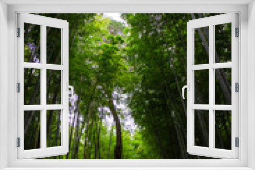 Fototapeta Naklejka Na Ścianę Okno 3D - Bamboo Forest