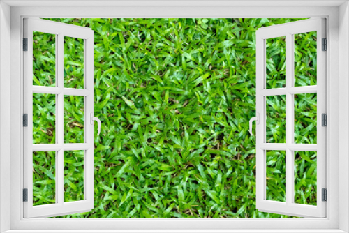 Fototapeta Naklejka Na Ścianę Okno 3D - Green grass texture for background. Green lawn pattern and texture background.