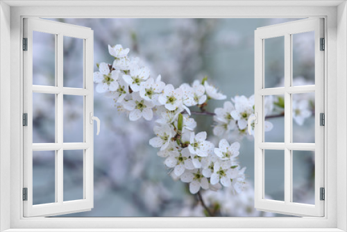 Fototapeta Naklejka Na Ścianę Okno 3D - Tiny white cherry blossom