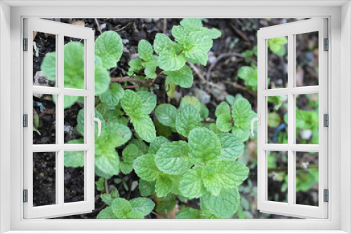 Fototapeta Naklejka Na Ścianę Okno 3D - peppermint herb