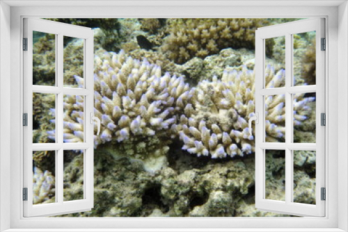 Fototapeta Naklejka Na Ścianę Okno 3D - 珊瑚