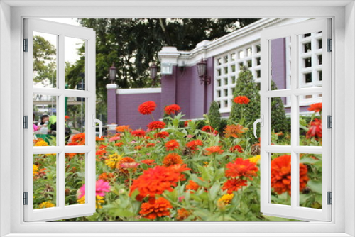 Fototapeta Naklejka Na Ścianę Okno 3D - vivid colour flowers and violet wall
