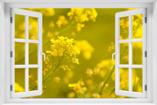 Fototapeta Naklejka Na Ścianę Okno 3D - Soft-focus close-up of yellow flowers. Toned