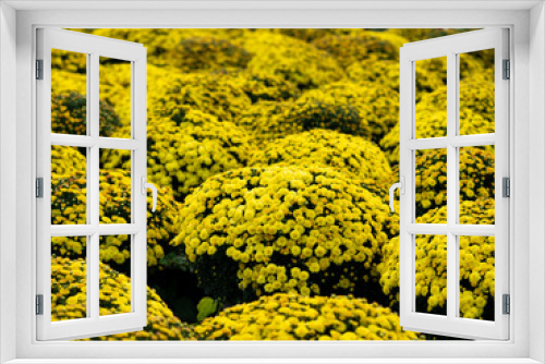 Fototapeta Naklejka Na Ścianę Okno 3D - Chrysanthemum morifolium  bloom like weaving a yellow carpet. This is traditional flower of Sa Dec, Vietnam and was grown in basket for sale prior to traditional Lunar New Year.