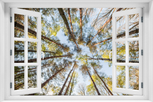 Fototapeta Naklejka Na Ścianę Okno 3D - Looking up in the treetops during the hot spring day. 