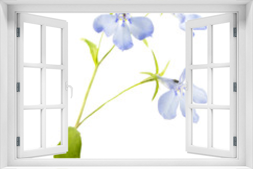Fototapeta Naklejka Na Ścianę Okno 3D - Blue flower of Lobelia erinus or Edging lobelia isolated on white background