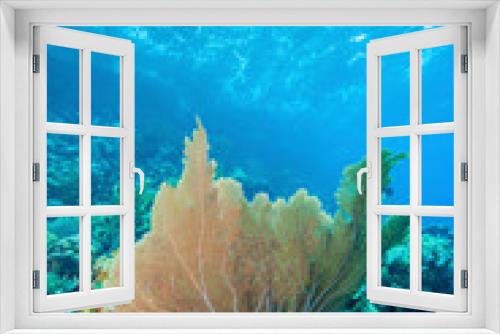 Fototapeta Naklejka Na Ścianę Okno 3D - Sea fan underwater Bonaire