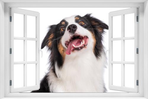 Fototapeta Naklejka Na Ścianę Okno 3D - Close up portrait of cute young Australian Shepherd dog with tongue out, isolated on white background. Beautiful adult Aussie, looking up away.