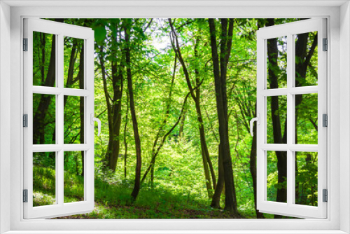 Fototapeta Naklejka Na Ścianę Okno 3D - Maple and hornbeam trees in spring, Holosiivskyi forest in Kiyv, Ukraine