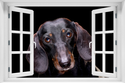 Fototapeta Naklejka Na Ścianę Okno 3D - Portrait of an adorable short hair black and tan dachshund