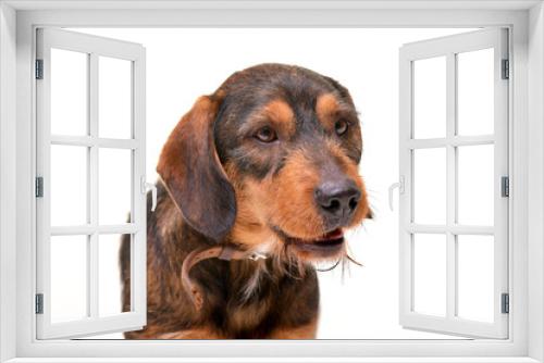 Fototapeta Naklejka Na Ścianę Okno 3D - Portrait of an adorable mixed breed dog