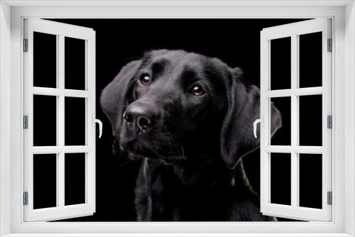 Fototapeta Naklejka Na Ścianę Okno 3D - Portrait of an adorable Labrador retriever