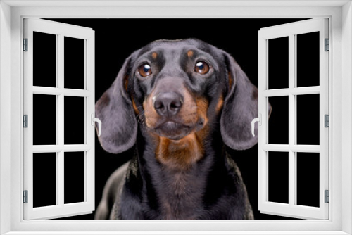 Fototapeta Naklejka Na Ścianę Okno 3D - Portrait of an adorable short haired dachshund