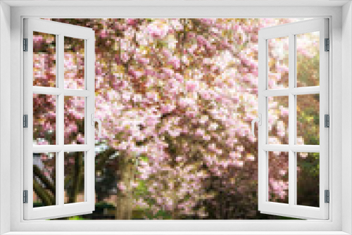Fototapeta Naklejka Na Ścianę Okno 3D - Pink Cherry Trees in Bloom in Park during Spring