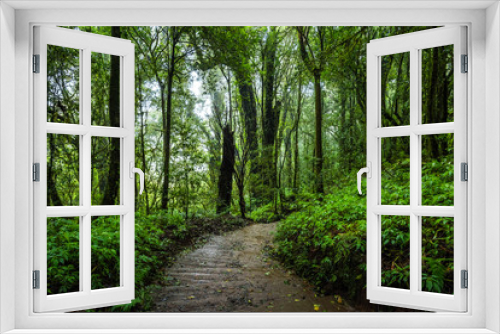 Fototapeta Naklejka Na Ścianę Okno 3D - Beautiful tropical rain forest