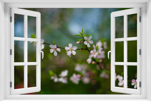 Fototapeta Naklejka Na Ścianę Okno 3D - Cherry blossoms in the spring garden