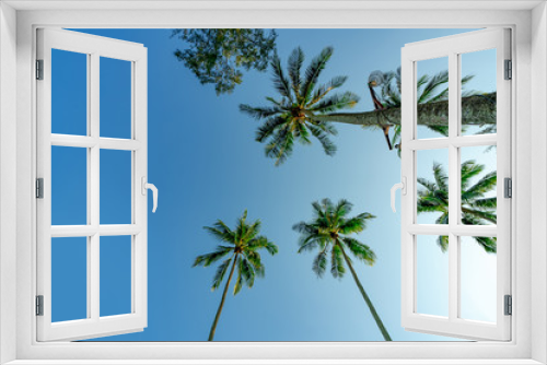 Fototapeta Naklejka Na Ścianę Okno 3D - Bottom view of coconut tree on clear blue sky. Summer and paradise beach concept. Tropical coconut palm tree. Summer vacation on the island. Coconut tree at resort by the tropical sea on sunny day.
