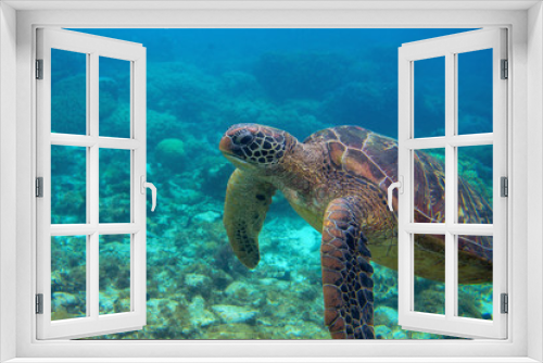 Fototapeta Naklejka Na Ścianę Okno 3D - Sea turtle closeup. Endangered marine turtle underwater photo. Oceanic animal in wild nature