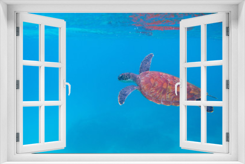 Fototapeta Naklejka Na Ścianę Okno 3D - Sea turtle in open sea. Exotic marine turtle under surface photo. Oceanic animal in blue water. Summer vacation