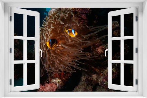 Fototapeta Naklejka Na Ścianę Okno 3D - Nemo @ the Red Sea, Egypt