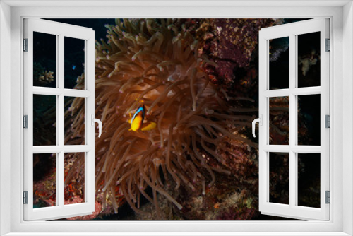 Fototapeta Naklejka Na Ścianę Okno 3D - Nemo @ the Red Sea, Egypt