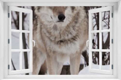 Fototapeta Naklejka Na Ścianę Okno 3D - powerful wolf stands proudly and looks forward (full face) on the snow in winter.