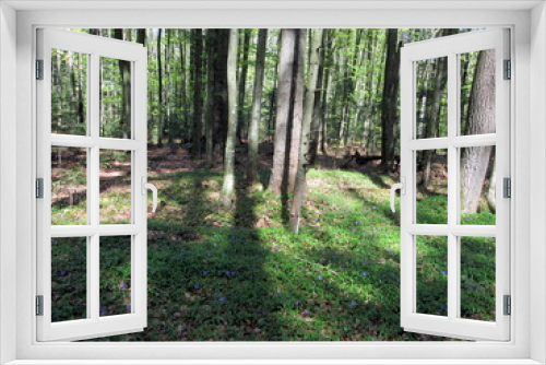 Fototapeta Naklejka Na Ścianę Okno 3D - Mixed forest in the spring